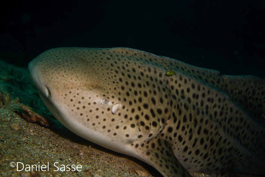 33 Pictures Of Endangered Shark Species While Scuba Diving. Marine Life Protection Projects. 33 Pictures Of Endangered Shark Species While Scuba Diving. Marine Life Protection Projects.