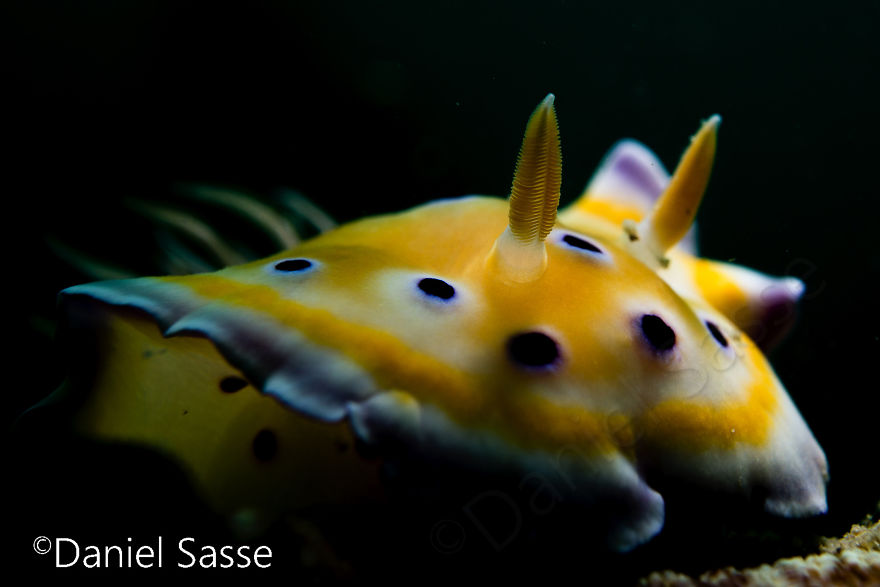 Colorful nudibranch underwater snail with yellow body and black spots on a dark ocean floor background.