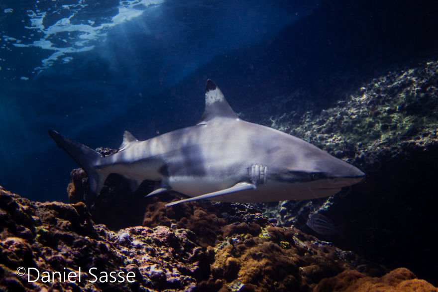 33 Pictures Of Endangered Shark Species While Scuba Diving. Marine Life Protection Projects.