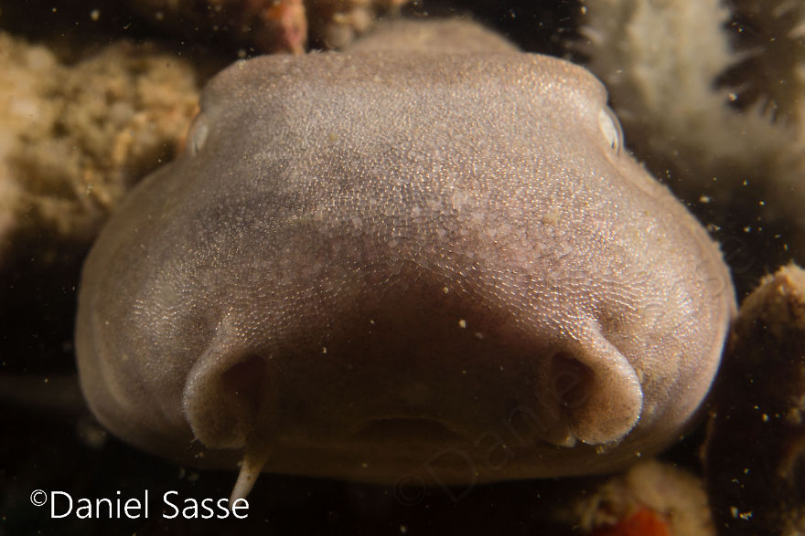 33 Pictures Of Endangered Shark Species While Scuba Diving. Marine Life Protection Projects. 33 Pictures Of Endangered Shark Species While Scuba Diving. Marine Life Protection Projects.