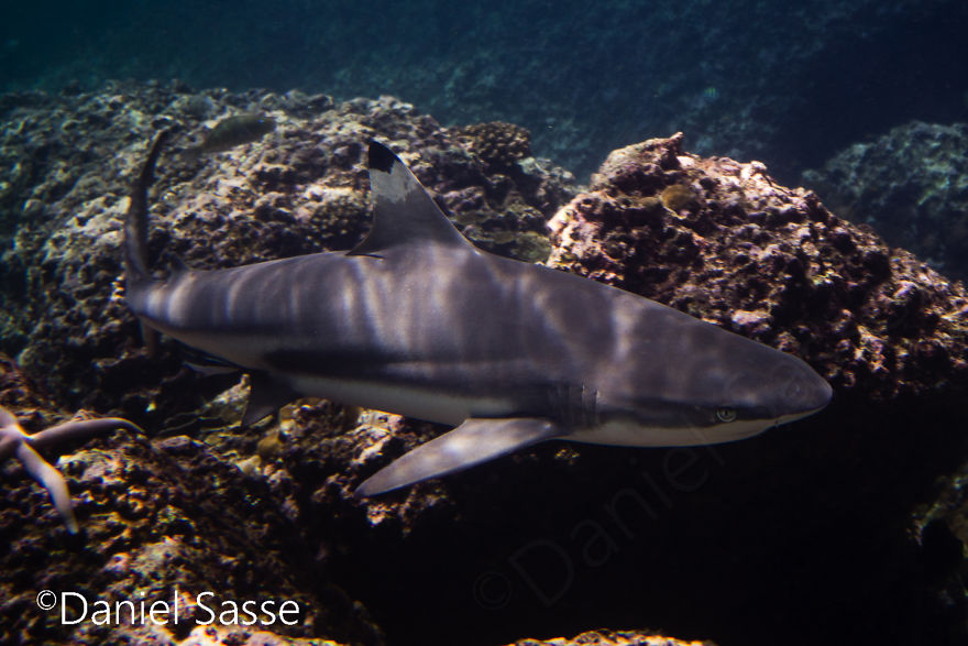 33 Pictures Of Endangered Shark Species While Scuba Diving. Marine Life Protection Projects. 33 Pictures Of Endangered Shark Species While Scuba Diving. Marine Life Protection Projects.