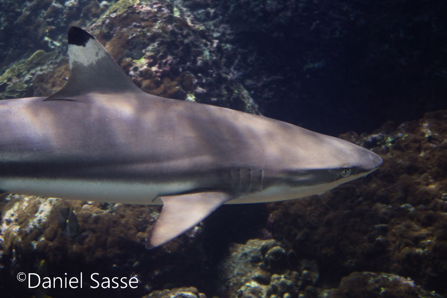 33 Pictures Of Endangered Shark Species While Scuba Diving. Marine Life Protection Projects.