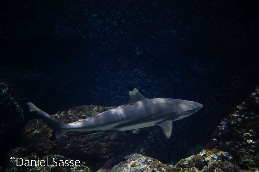 33 Pictures Of Endangered Shark Species While Scuba Diving. Marine Life Protection Projects. 33 Pictures Of Endangered Shark Species While Scuba Diving. Marine Life Protection Projects.