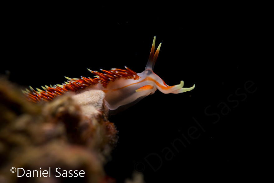 Close-up of a delicate nudibranch underwater snail displaying intricate textures and colors against a dark background.