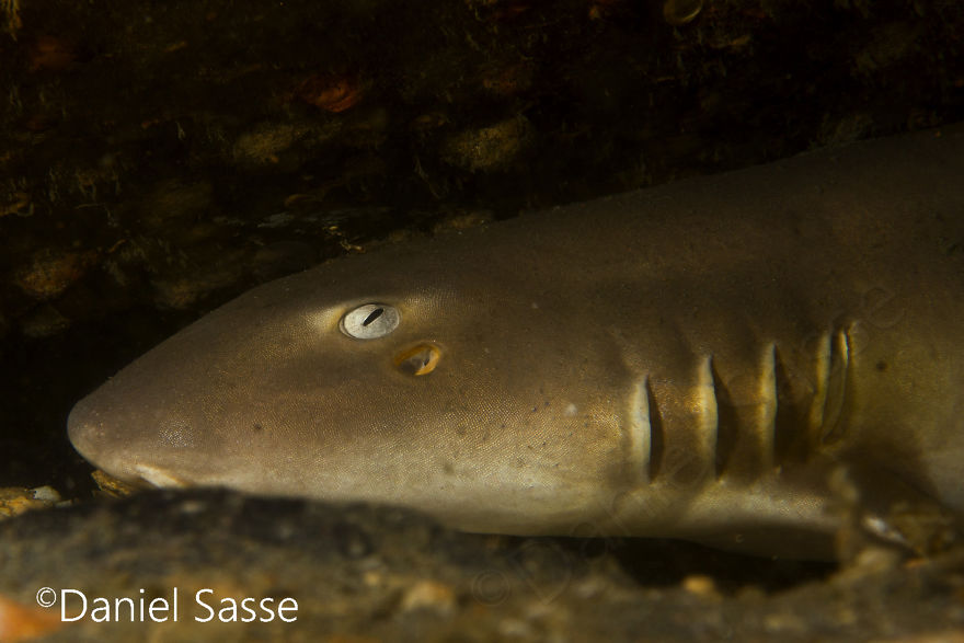 33 Pictures Of Endangered Shark Species While Scuba Diving. Marine Life Protection Projects. 33 Pictures Of Endangered Shark Species While Scuba Diving. Marine Life Protection Projects.