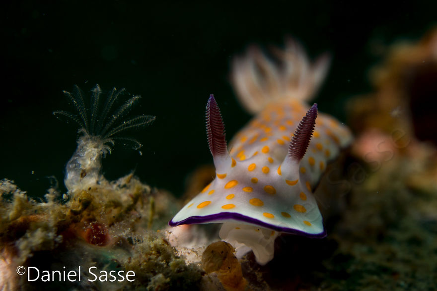 Close-up of a colorful nudibranch underwater snail with detailed patterns on its body crawling on the ocean floor.