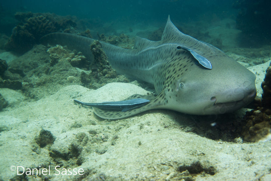 33 Pictures Of Endangered Shark Species While Scuba Diving. Marine Life Protection Projects.