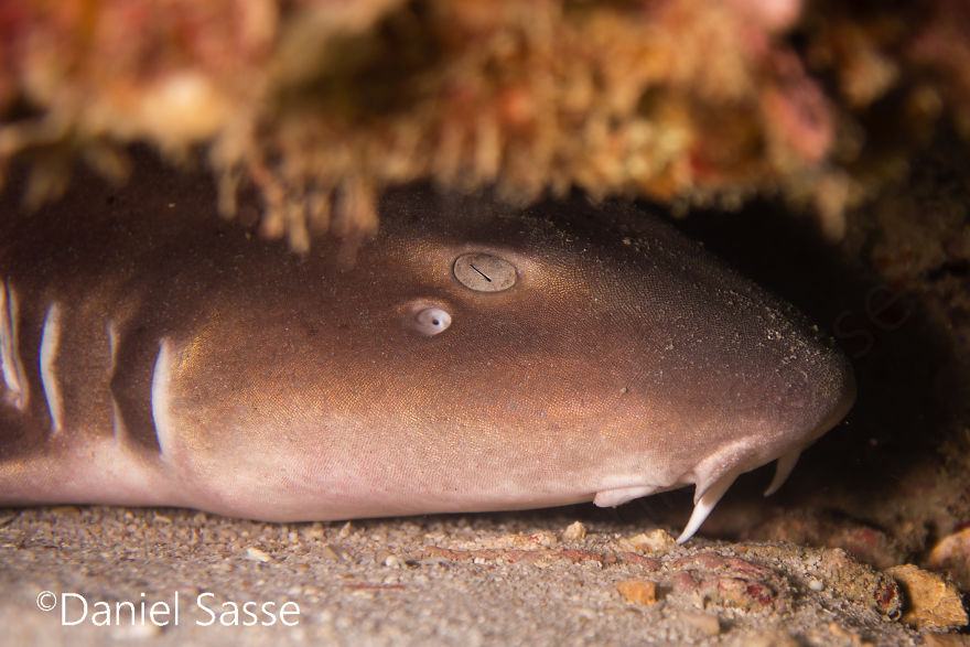 33 Pictures Of Endangered Shark Species While Scuba Diving. Marine Life Protection Projects. 33 Pictures Of Endangered Shark Species While Scuba Diving. Marine Life Protection Projects.