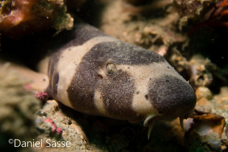 33 Pictures Of Endangered Shark Species While Scuba Diving. Marine Life Protection Projects.