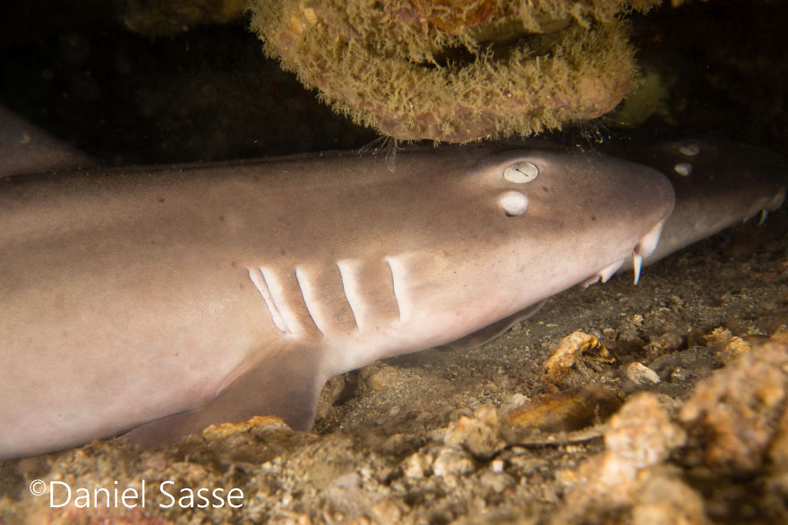 33 Pictures Of Endangered Shark Species While Scuba Diving. Marine Life Protection Projects. 33 Pictures Of Endangered Shark Species While Scuba Diving. Marine Life Protection Projects.