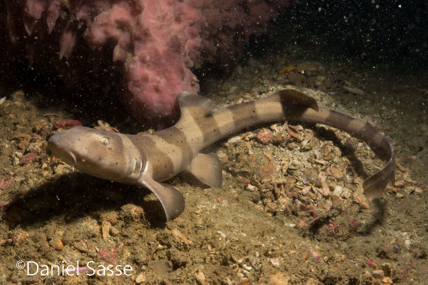 33 Pictures Of Endangered Shark Species While Scuba Diving. Marine Life Protection Projects.