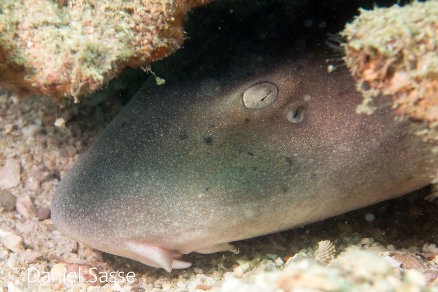 33 Pictures Of Endangered Shark Species While Scuba Diving. Marine Life Protection Projects. 33 Pictures Of Endangered Shark Species While Scuba Diving. Marine Life Protection Projects.