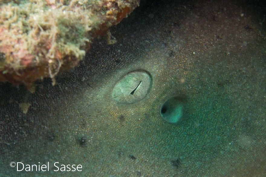 33 Pictures Of Endangered Shark Species While Scuba Diving. Marine Life Protection Projects.