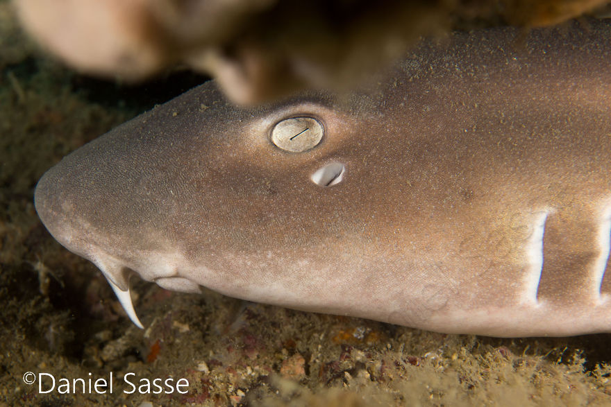 33 Pictures Of Endangered Shark Species While Scuba Diving. Marine Life Protection Projects. 33 Pictures Of Endangered Shark Species While Scuba Diving. Marine Life Protection Projects.