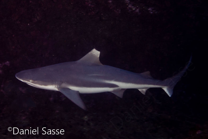 33 Pictures Of Endangered Shark Species While Scuba Diving. Marine Life Protection Projects. 33 Pictures Of Endangered Shark Species While Scuba Diving. Marine Life Protection Projects.