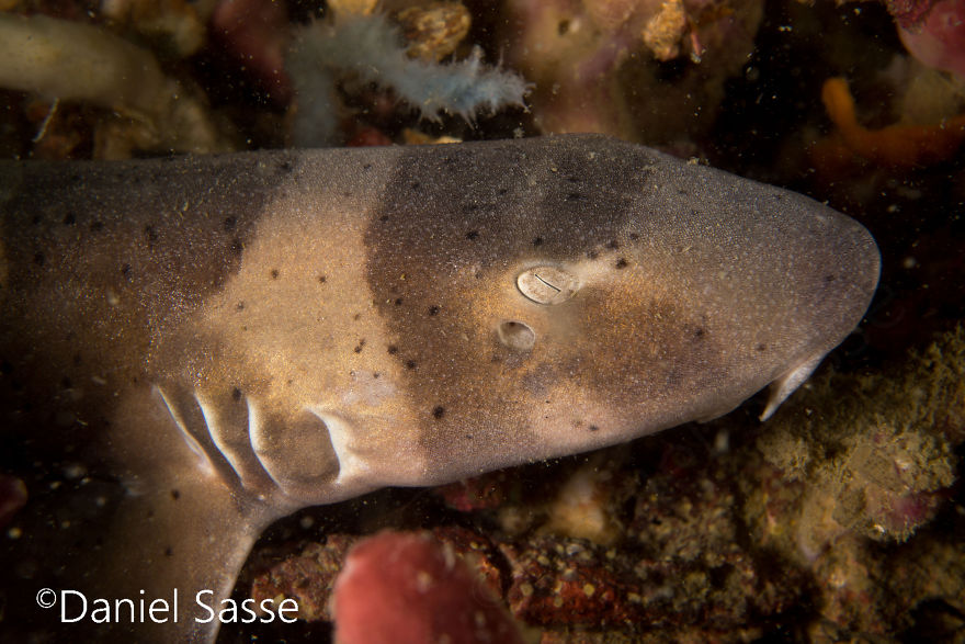 33 Pictures Of Endangered Shark Species While Scuba Diving. Marine Life Protection Projects. 33 Pictures Of Endangered Shark Species While Scuba Diving. Marine Life Protection Projects.