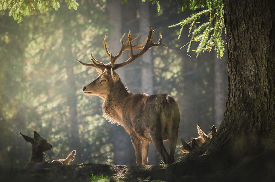 Parco Naturale Paneveggio Pale Di San Martino, Italy