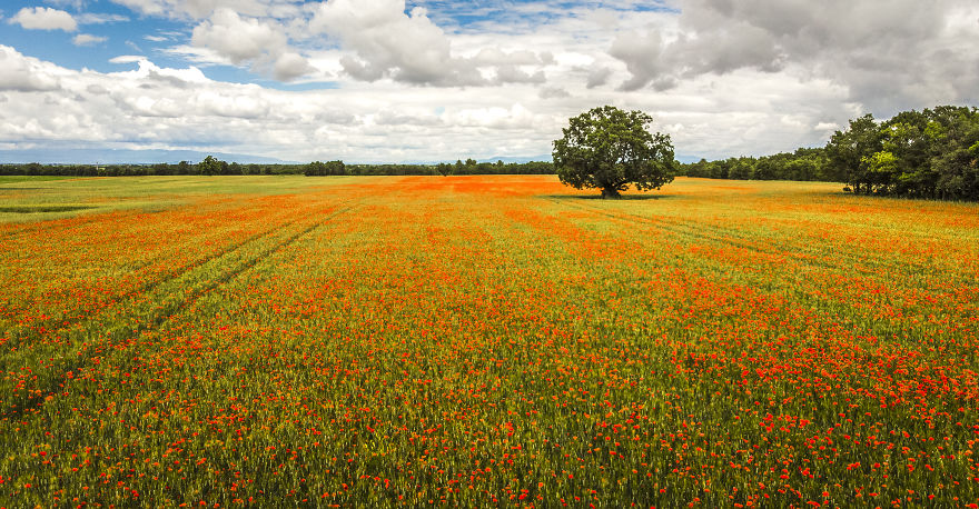 Poppyfield In France