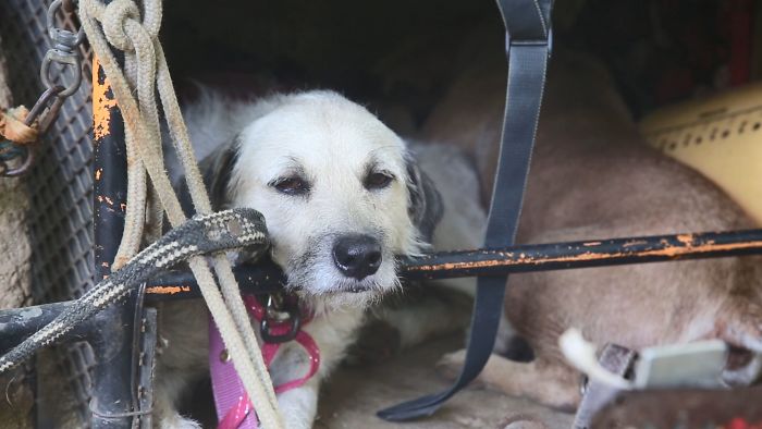 I Saw A Man Who Walks With A Trolley Around Mexico Saving Hundreds Of Homeless Dogs And His Story Touched Me I Saw A Man Who Walks With A Trolley Around Mexico Saving Hundreds Of Homeless Dogs And His Story Touched Me