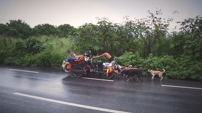 I Saw A Man Who Walks With A Trolley Around Mexico Saving Hundreds Of Homeless Dogs And His Story Touched Me I Saw A Man Who Walks With A Trolley Around Mexico Saving Hundreds Of Homeless Dogs And His Story Touched Me