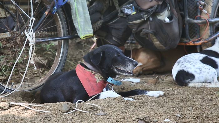 I Saw A Man Who Walks With A Trolley Around Mexico Saving Hundreds Of Homeless Dogs And His Story Touched Me I Saw A Man Who Walks With A Trolley Around Mexico Saving Hundreds Of Homeless Dogs And His Story Touched Me
