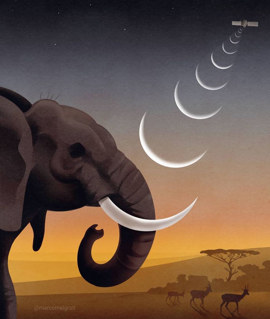 Where The Elephants Roam