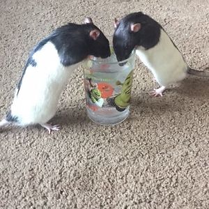 cindycollins_1 avatar