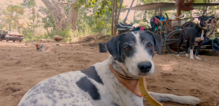 I Saw A Man Who Walks With A Trolley Around Mexico Saving Hundreds Of Homeless Dogs And His Story Touched Me