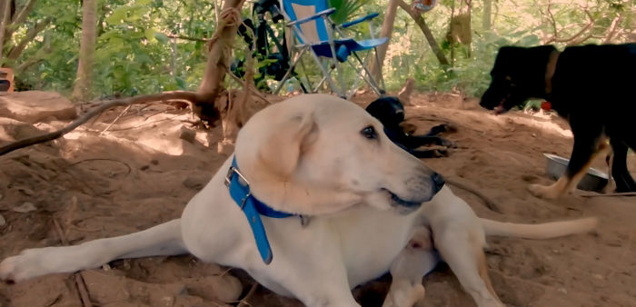 I Saw A Man Who Walks With A Trolley Around Mexico Saving Hundreds Of Homeless Dogs And His Story Touched Me I Saw A Man Who Walks With A Trolley Around Mexico Saving Hundreds Of Homeless Dogs And His Story Touched Me