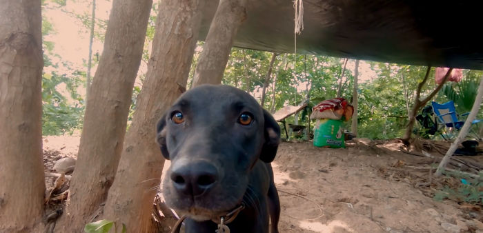 I Saw A Man Who Walks With A Trolley Around Mexico Saving Hundreds Of Homeless Dogs And His Story Touched Me