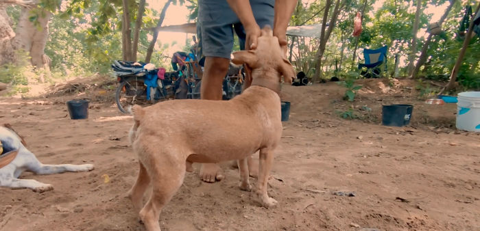 I Saw A Man Who Walks With A Trolley Around Mexico Saving Hundreds Of Homeless Dogs And His Story Touched Me I Saw A Man Who Walks With A Trolley Around Mexico Saving Hundreds Of Homeless Dogs And His Story Touched Me