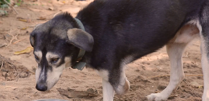 I Saw A Man Who Walks With A Trolley Around Mexico Saving Hundreds Of Homeless Dogs And His Story Touched Me