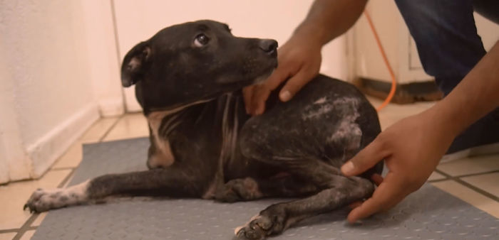 I Saw A Man Who Walks With A Trolley Around Mexico Saving Hundreds Of Homeless Dogs And His Story Touched Me I Saw A Man Who Walks With A Trolley Around Mexico Saving Hundreds Of Homeless Dogs And His Story Touched Me