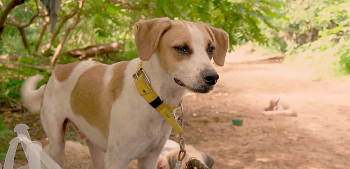 I Saw A Man Who Walks With A Trolley Around Mexico Saving Hundreds Of Homeless Dogs And His Story Touched Me I Saw A Man Who Walks With A Trolley Around Mexico Saving Hundreds Of Homeless Dogs And His Story Touched Me