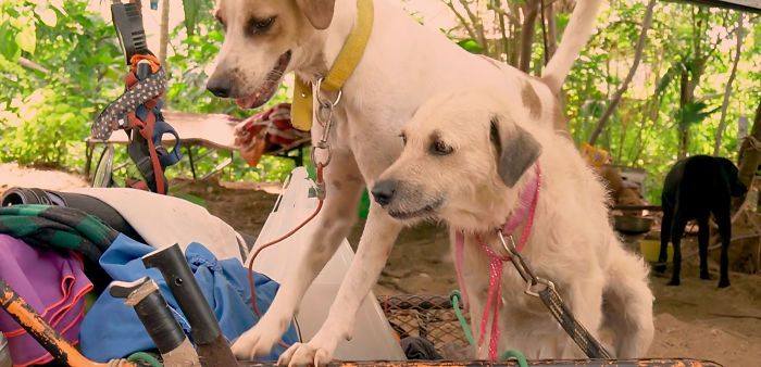 I Saw A Man Who Walks With A Trolley Around Mexico Saving Hundreds Of Homeless Dogs And His Story Touched Me I Saw A Man Who Walks With A Trolley Around Mexico Saving Hundreds Of Homeless Dogs And His Story Touched Me