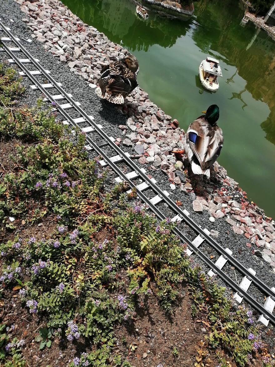Ducks 3