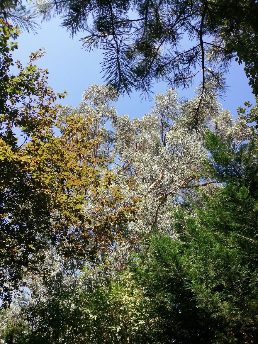 The Trees Can Whisper...