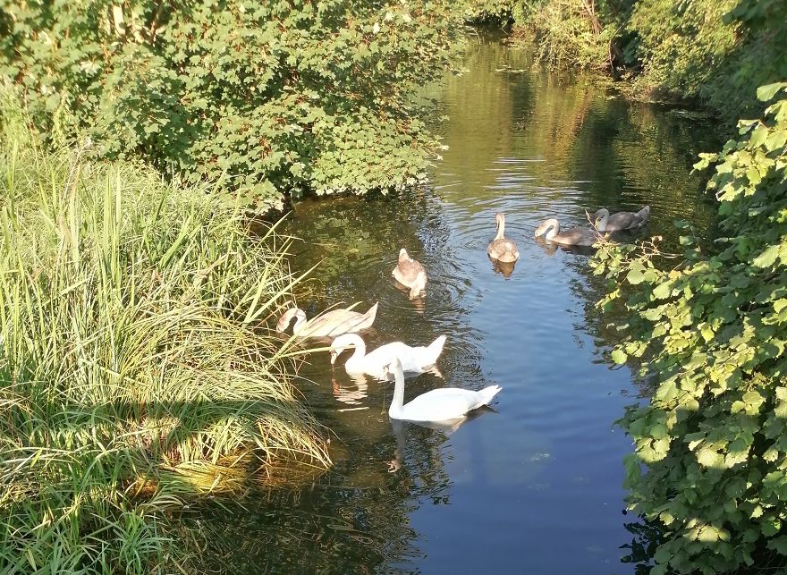 Swans 2