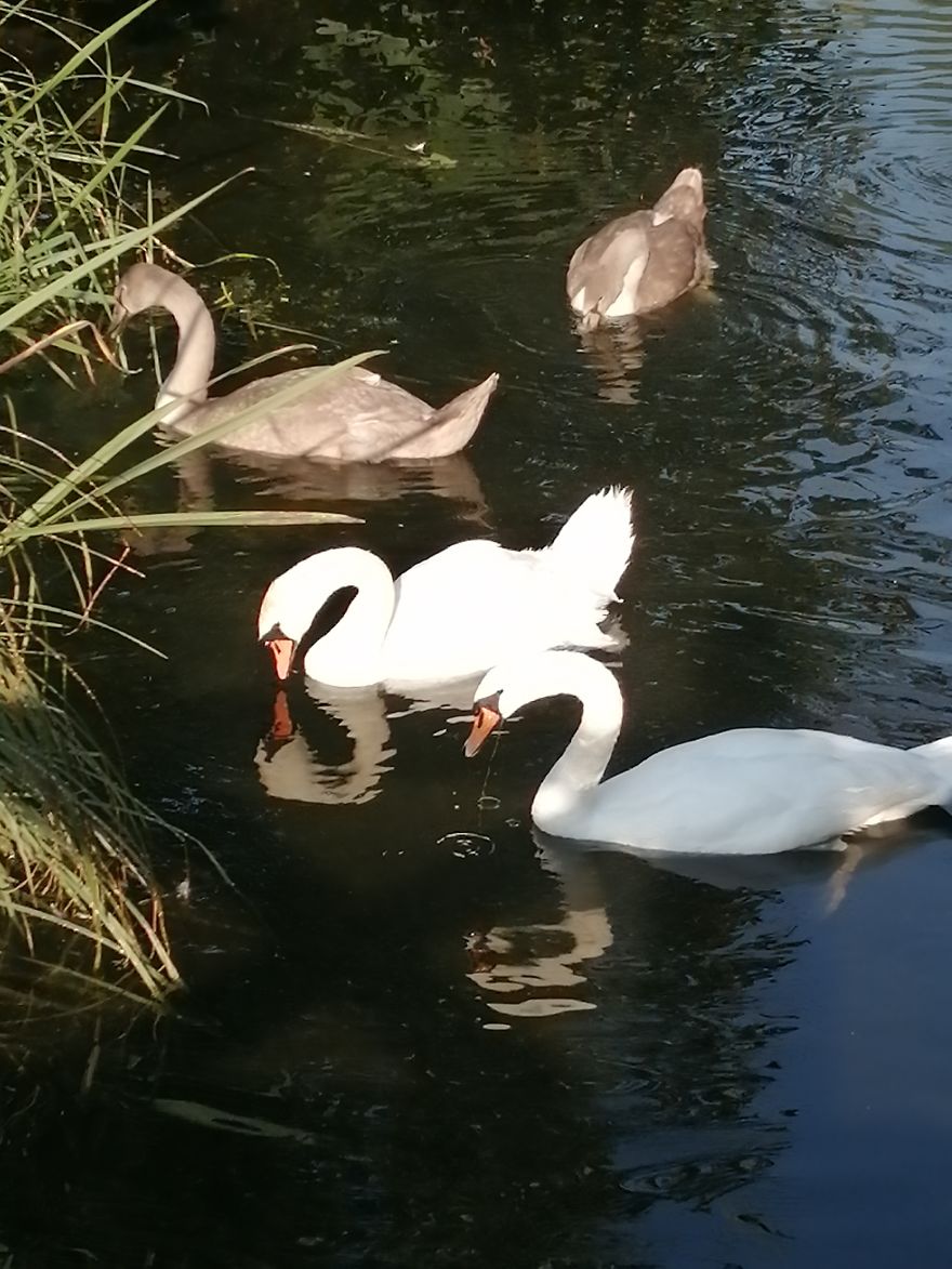 Swans 1