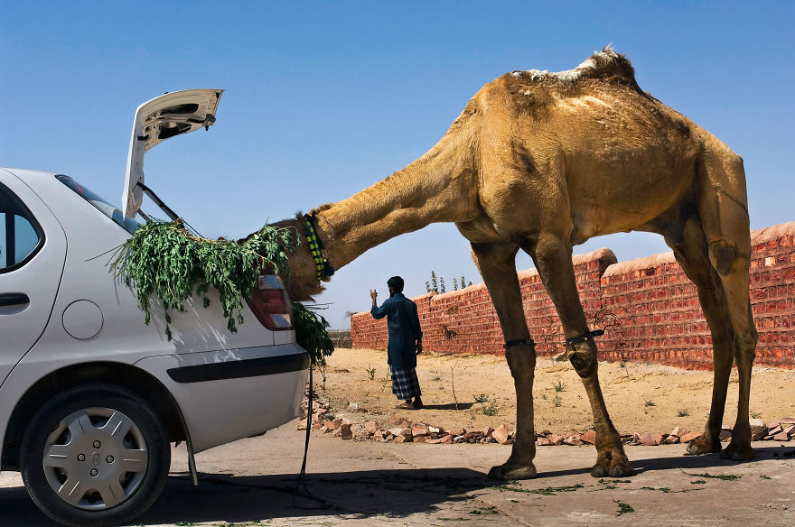 The Special Bond Between Humans And Animals Portrayed By Steve Mccurry