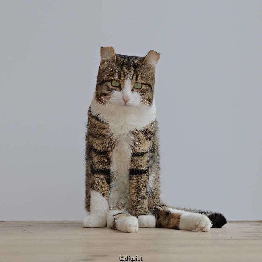 Indonesian Artist Uses Photoshop To Show A Surreal Image Of Animals