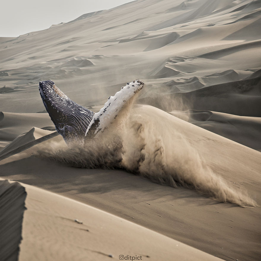 Indonesian Artist Uses Photoshop To Show A Surreal Image Of Animals