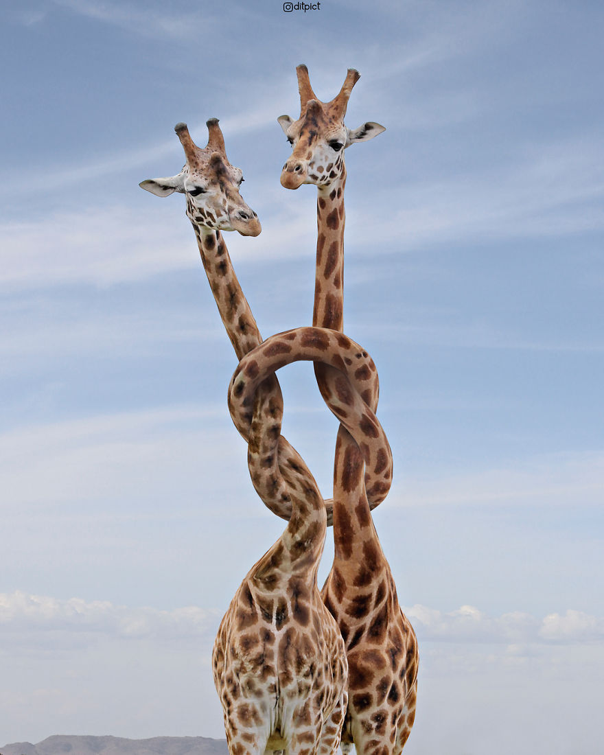 Indonesian Artist Uses Photoshop To Show A Surreal Image Of Animals