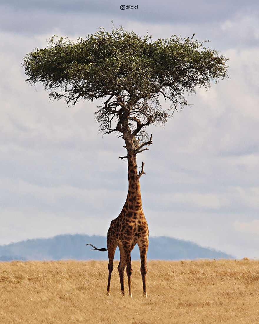 Indonesian Artist Uses Photoshop To Show A Surreal Image Of Animals