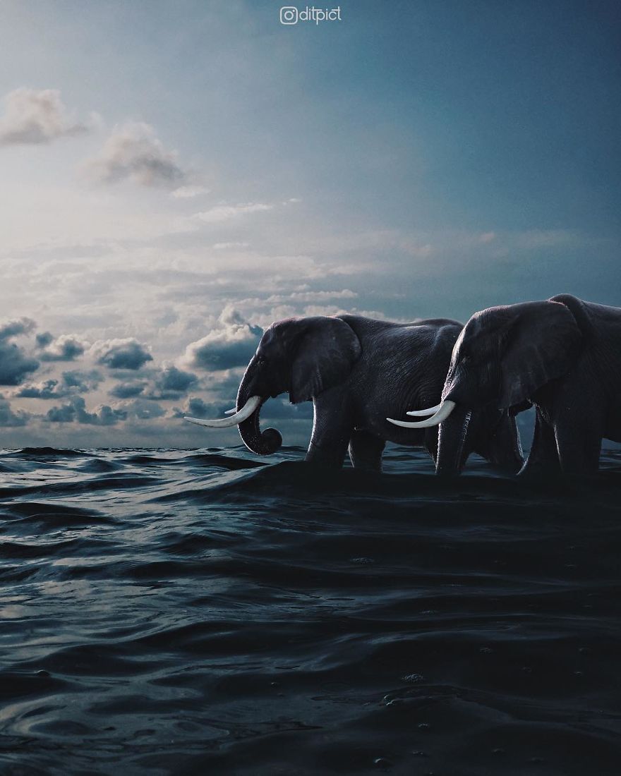 Indonesian Artist Uses Photoshop To Show A Surreal Image Of Animals