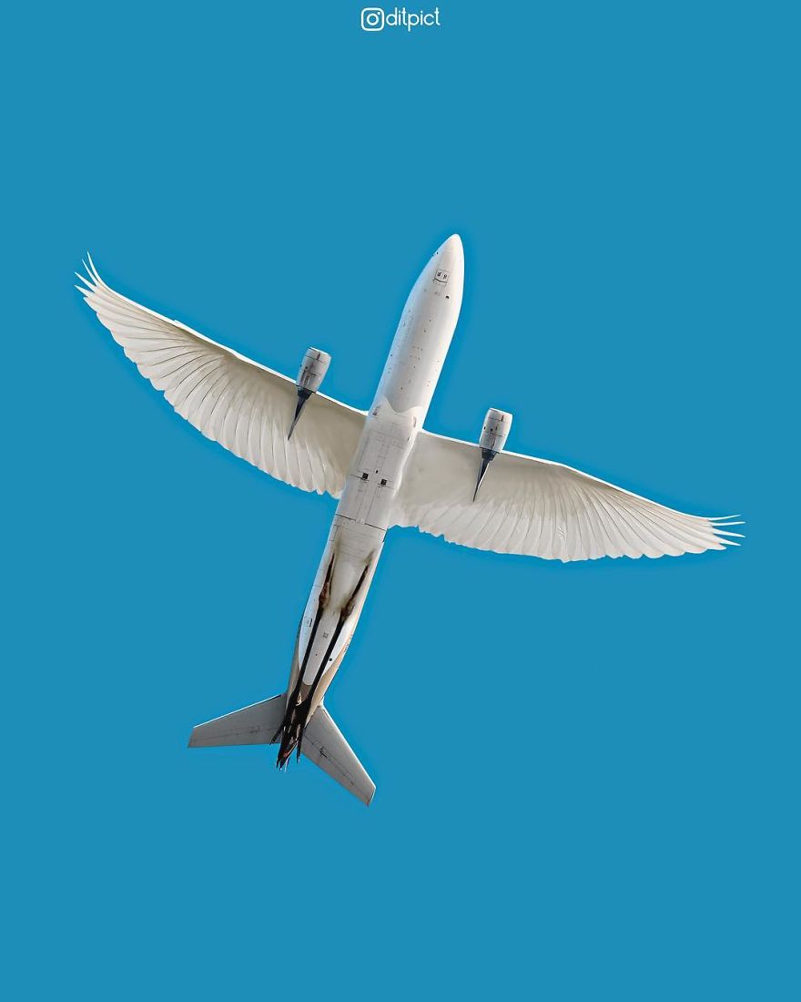 Indonesian Artist Uses Photoshop To Show A Surreal Image Of Animals