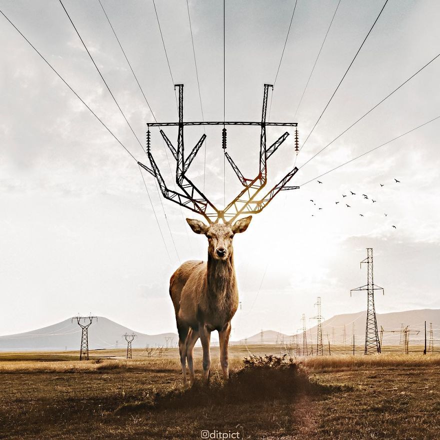 Indonesian Artist Uses Photoshop To Show A Surreal Image Of Animals