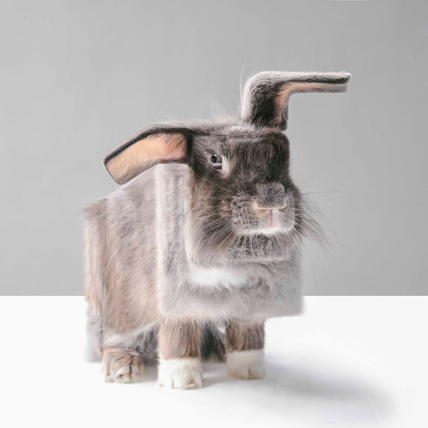 Indonesian Artist Uses Photoshop To Show A Surreal Image Of Animals