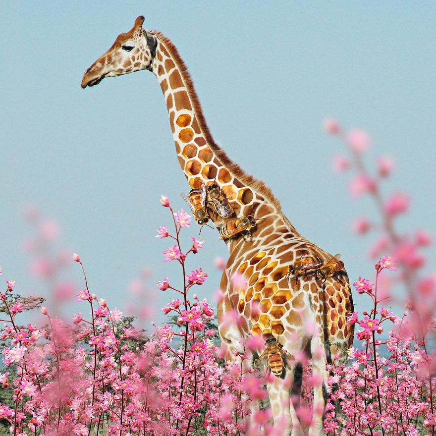 Indonesian Artist Uses Photoshop To Show A Surreal Image Of Animals