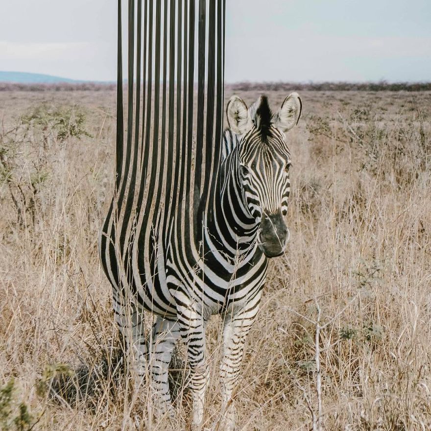 Indonesian Artist Uses Photoshop To Show A Surreal Image Of Animals